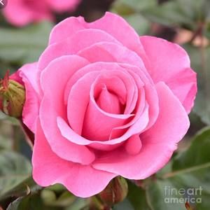 Meet your Posher, Constance